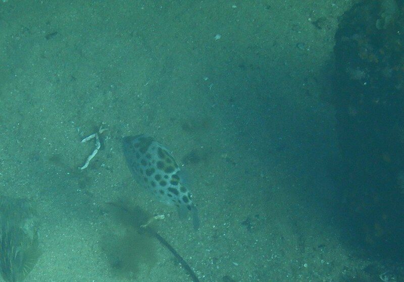 File:Western Smooth Boxfish.jpg