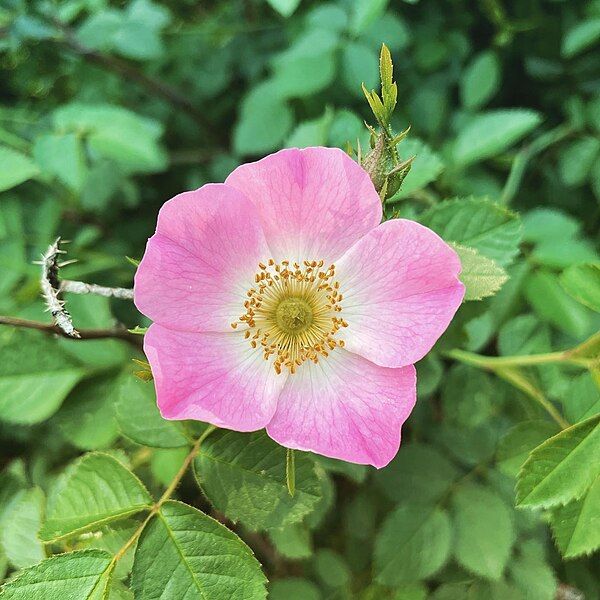 File:Wild Rosa rubiginosa.jpg