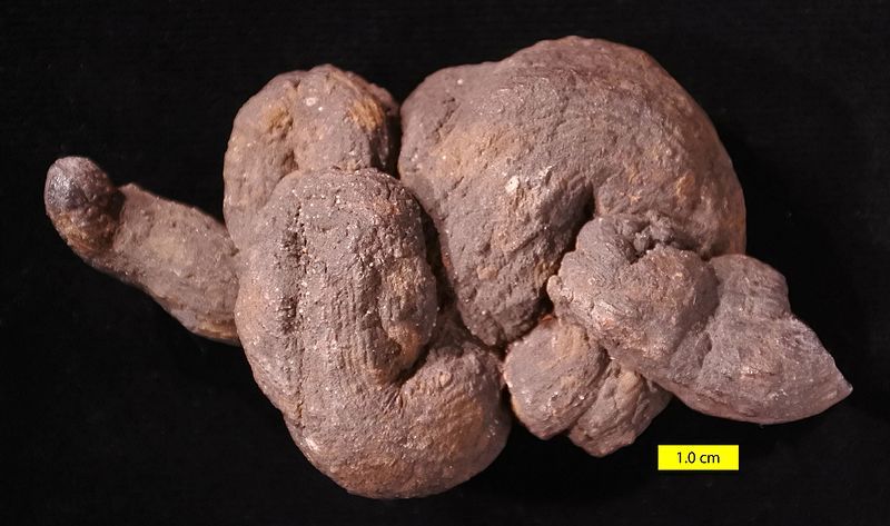 File:Wilkes pseudocoprolite.jpg