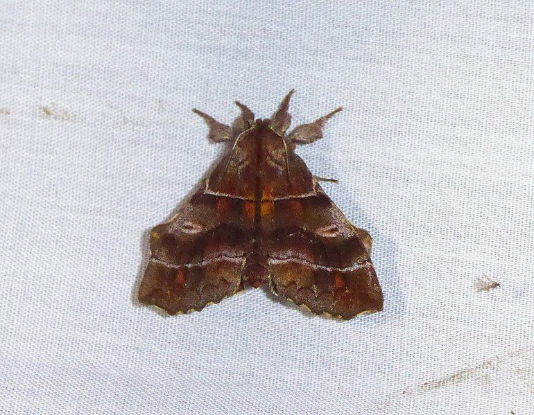 File:Zanola spp. cropped.jpg