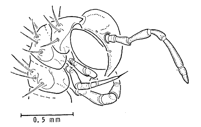 File:Zygonopus packardi.png