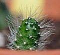 Rebutia minuscula