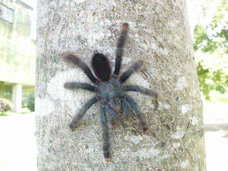 File:AVICULARIA AVICULARIA.JPG