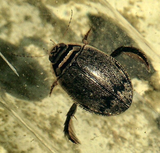 File:Acilius sulcatus.gemeiner furchenschwimmer.jpg