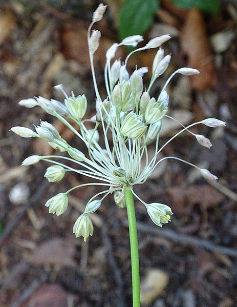 File:Allium oporinanthum.jpg