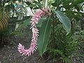 Alpinia purpurata, var. pink, Costa Rica (beside a lodge, Pacific area)