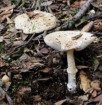 Amanita gioiosa