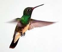 Glittering-throated emerald