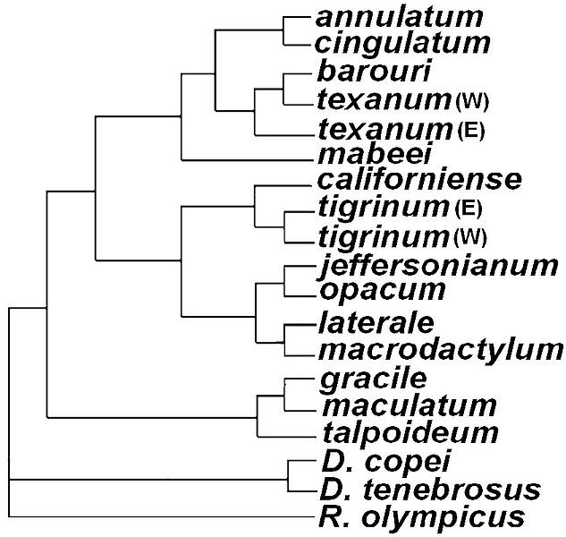 File:Ambystoma phylogeny.jpg