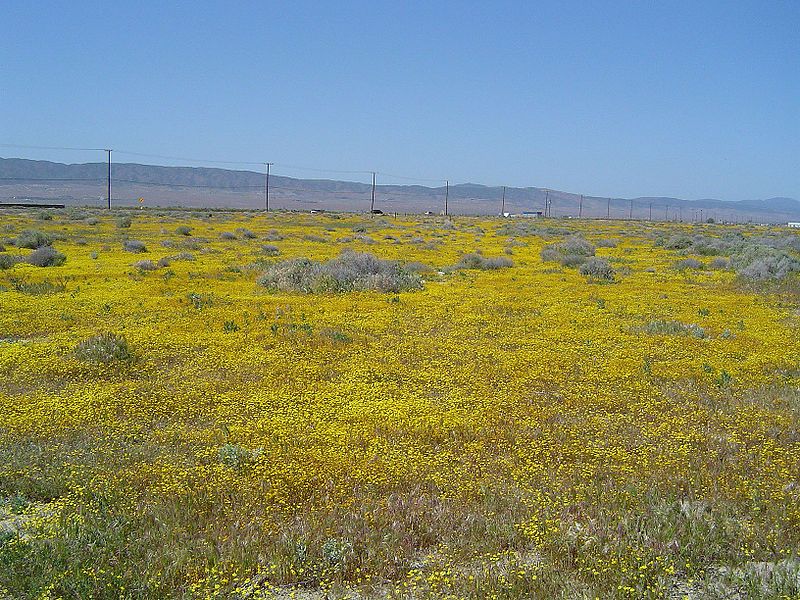 File:Antelope vally spring.jpg