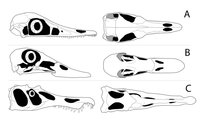 File:Aquatic theropod skulls.png