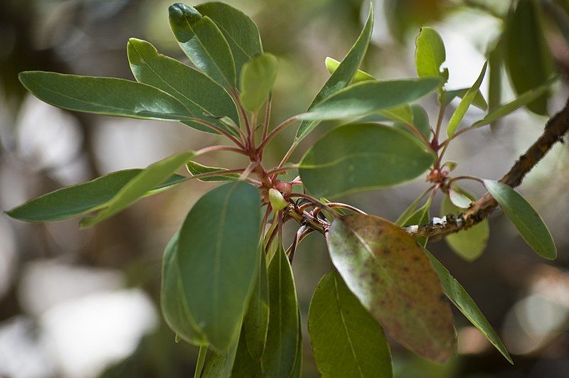 File:Arbutus arizonica foliage.jpg