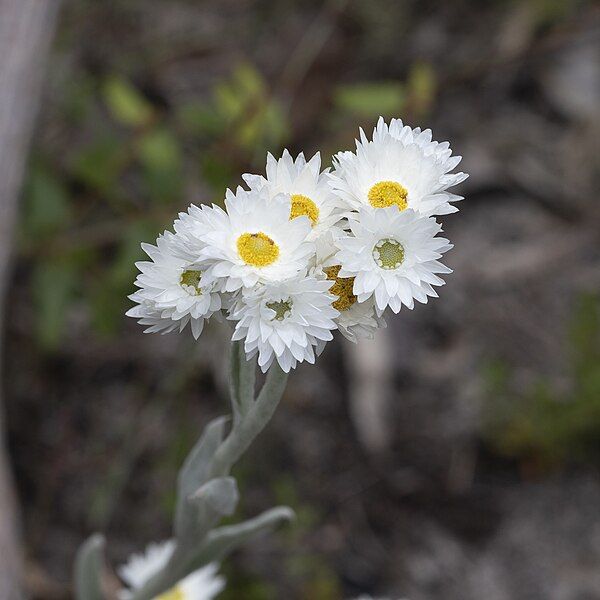 File:Argentipallium blandowskianum 130207034.jpg