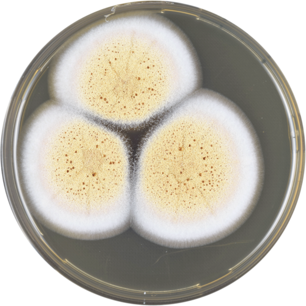 File:Aspergillus ostianus meaox.png