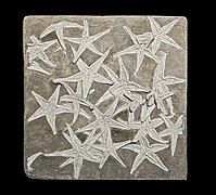 Astropecten lorioli (extinct, from the Jurassic)