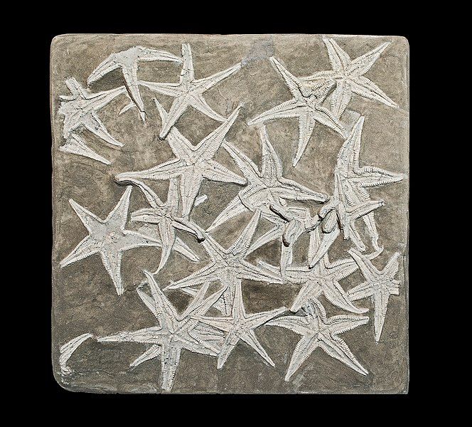 File:Astropecten lorioli.jpg