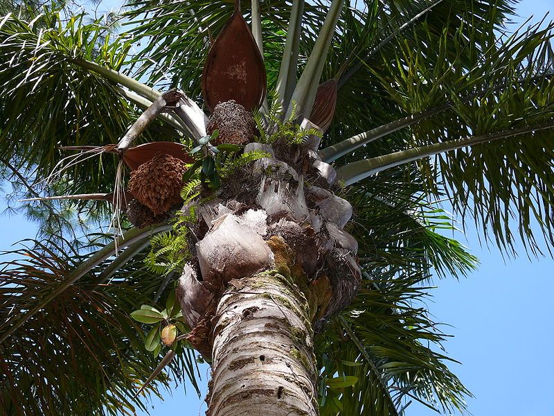 File:Attalea maripa closeup.jpg