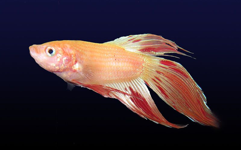 File:Betta splendens pale.jpg