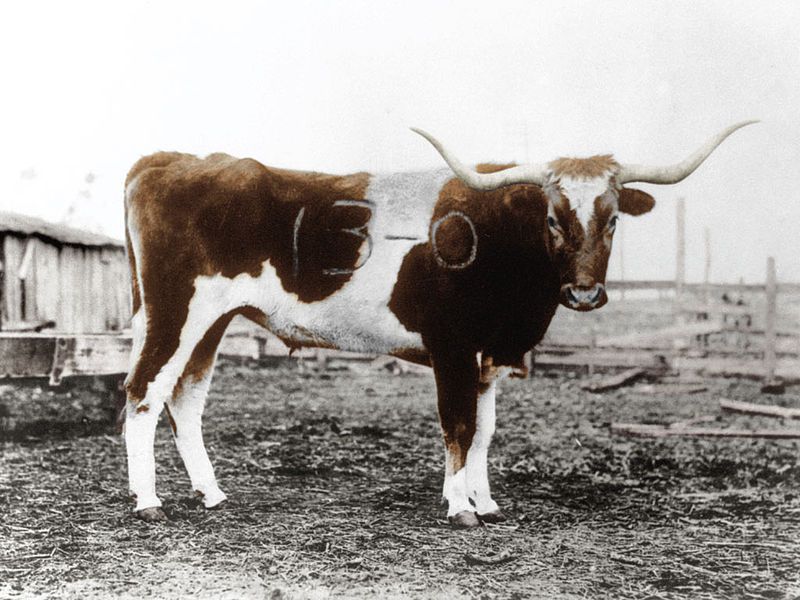 File:Bevo.jpeg