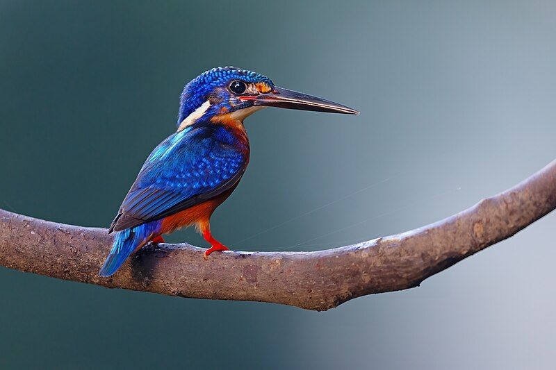 File:Blue-eared Kingfisher 0A2A2569.jpg