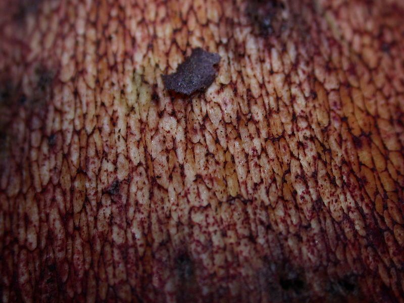 File:Boletus pulcherrimus 8407.jpg