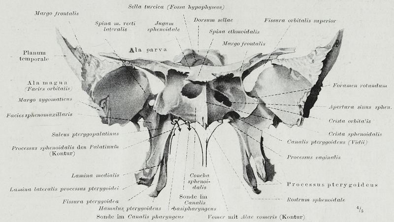 File:Braus 1921 338.png