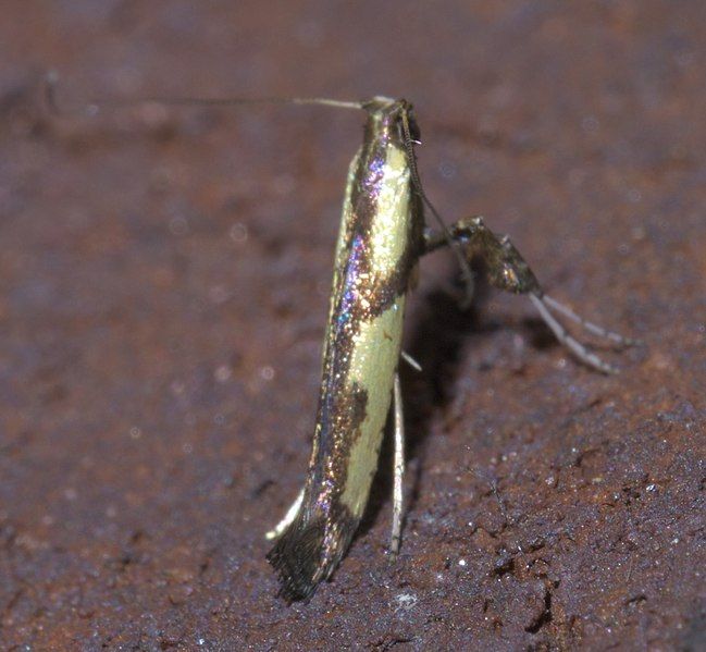 File:Caloptilia blandella P1660068a.jpg