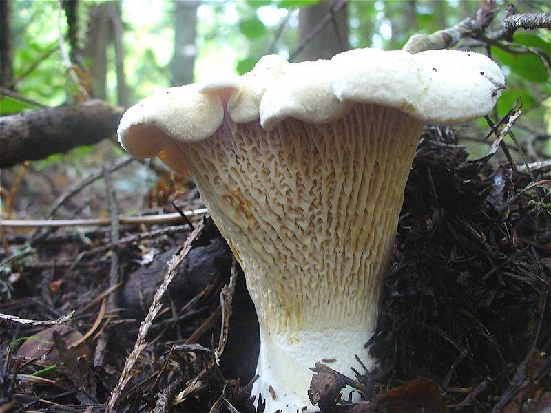 File:Cantharellus subalbidus 130252.jpg