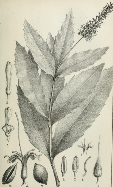 File:Capture Macadamia ternifolia.png