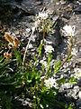 Cardamine bellidifolia subsp. alpina