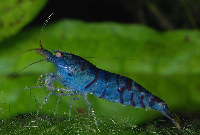 File:Caridina-cf-cantonensis-blue-tiger.jpg