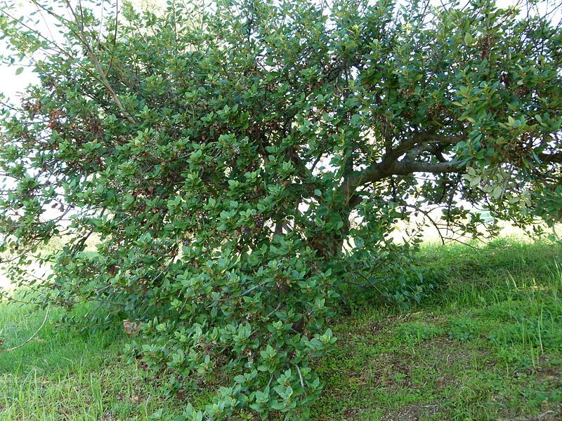 File:Ceanothus arborens.JPG