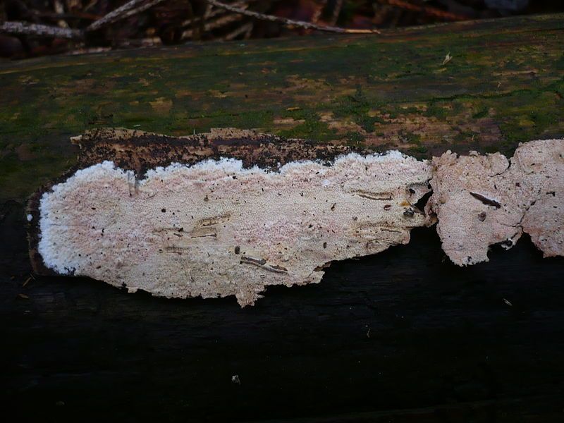 File:Ceraceomyces sublaevis 38439.jpg