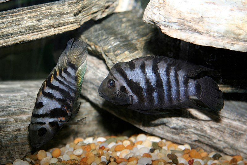 File:Convicts Cichlids.jpg