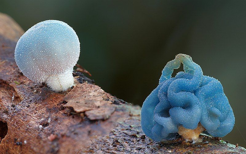 File:Coprinopsis pulchricaerulea 2.jpg