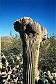 Crested saguaro at Saguaro National Park, AZ     