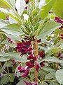 Crimson flowered broad beans