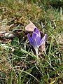 Crocus tommasinianus seedling