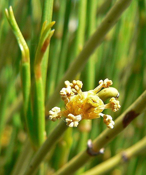 File:Ephedra viridis 3.jpg