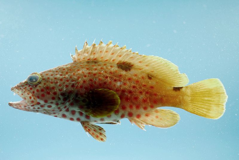 File:Epinephelus adscensionis1.jpg