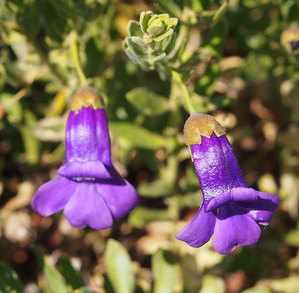 File:Eremophila macdonnellii flower.jpg