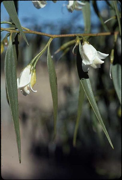 File:Eremophila santalina.jpg