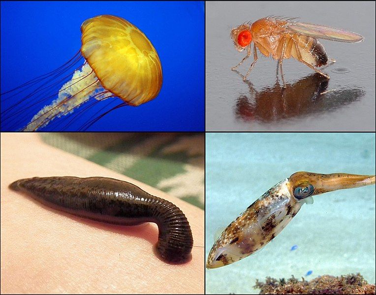 File:Examples of Invertebrates.jpg