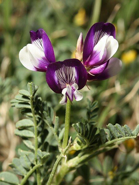 File:Fabaceae flowers Texas.jpg