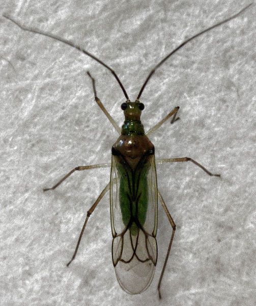 File:Felisacus elegantulus.jpg