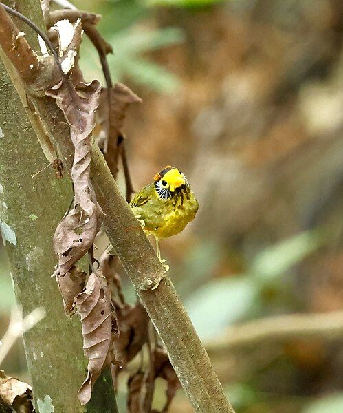 File:Flame-templed Babbler2.jpg