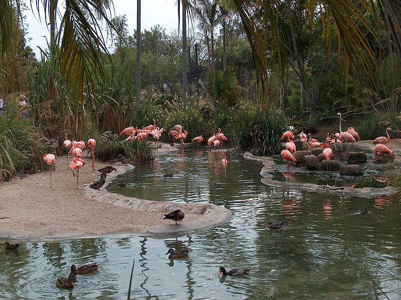 File:Flamingos01.jpeg