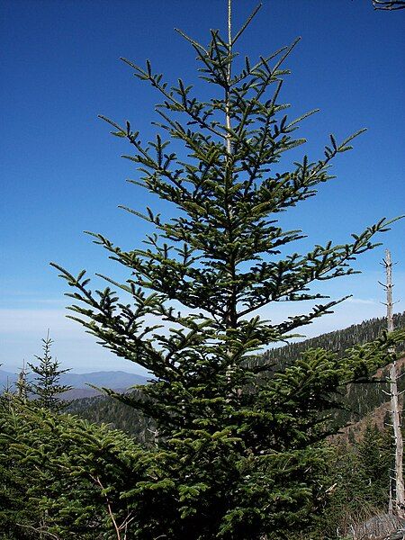 File:Fraser Fir.JPG