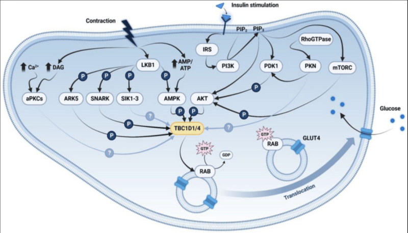 File:GLUT4signalingpathway.png