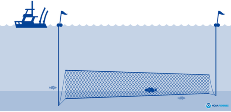 File:Gillnet illustration.PNG